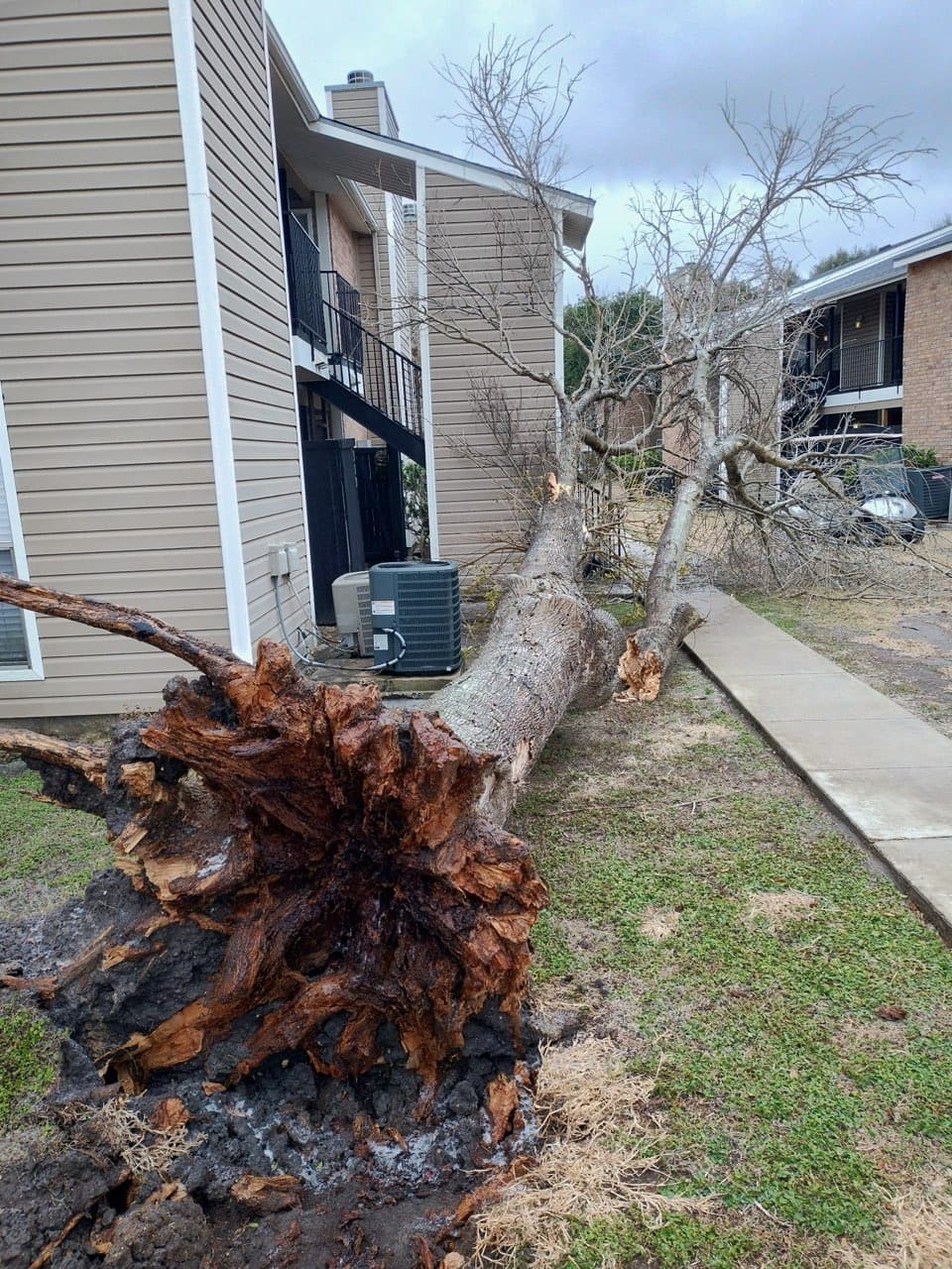Emergency Tree Care
